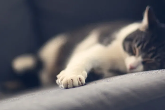 动物，猫，小猫，爪子，毛皮，可爱，家养，猫科动物