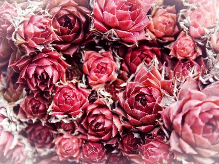 玫瑰，鲜花，背景，红色，野玫瑰，花