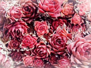 玫瑰，鲜花，背景，红色，野玫瑰，花