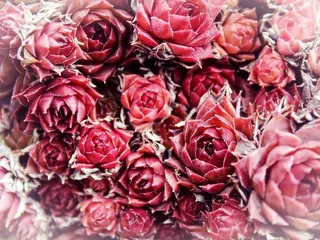 玫瑰，鲜花，背景，红色，野玫瑰，花