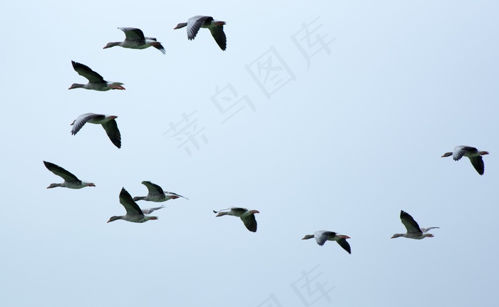 群鸟，群，候鸟，鹅