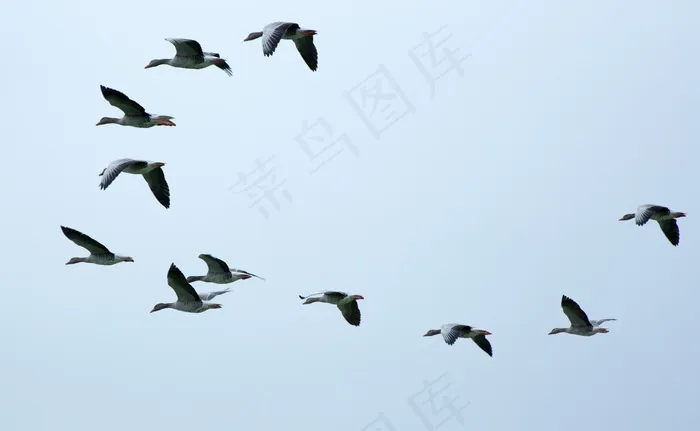 群鸟，群，候鸟，鹅