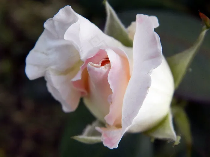 花，春天，玫瑰