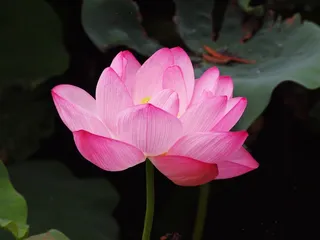 莲花，粉红色，莲花