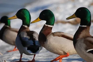 鸭，鸭子，动物，水，野生，鸟鸭
