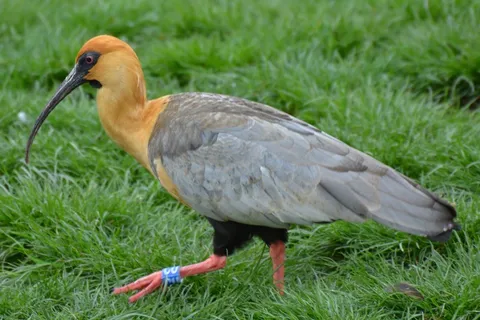 鸟，动物，巴布