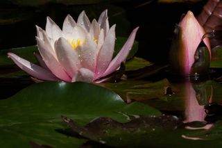 睡莲，睡莲，芽，玫瑰湖，水生植物