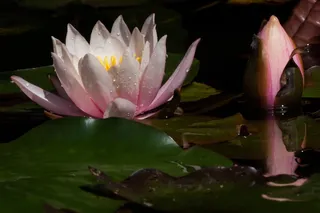 睡莲，睡莲，芽，玫瑰湖，水生植物