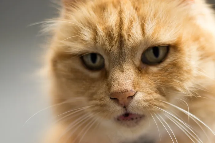 猫,小狗,狮子猫,布偶猫,短耳猫,可爱和考虑猫的肖像