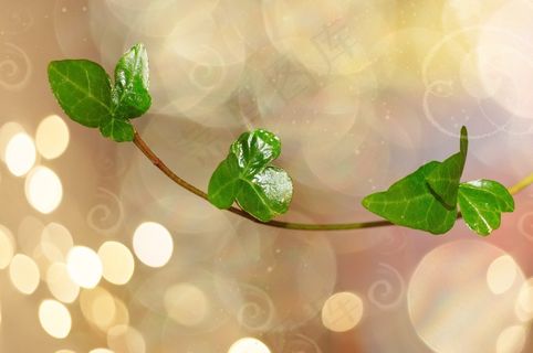 常春藤，植物，关闭，散景