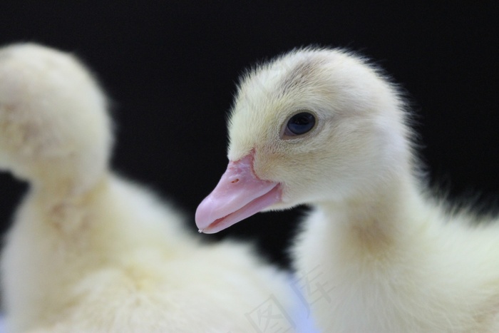 鸭，小鸭，动物，鸟