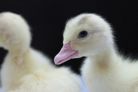 鸭，小鸭，动物，鸟