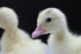 鸭，小鸭，动物，鸟