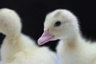 鸭，小鸭，动物，鸟