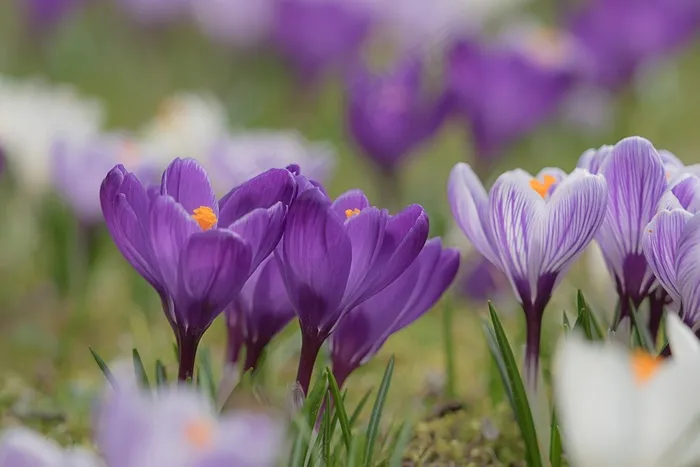 番红花，开花，盛开，春天番红花，开花，盛开