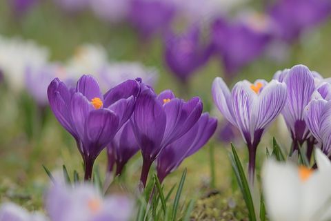 番红花，开花，盛开，春天番红花，开花，盛开