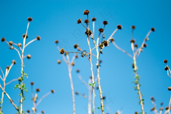 菊花，死，蓝天，天空，闽南
