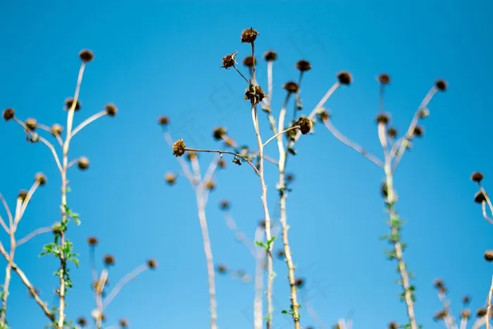 菊花，死，蓝天，天空，闽南