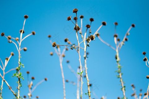 菊花，死，蓝天，天空，闽南