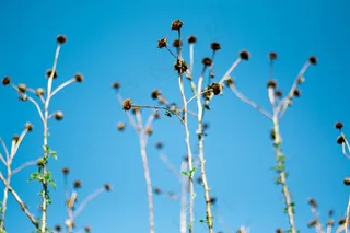 菊花，死，蓝天，天空，闽南