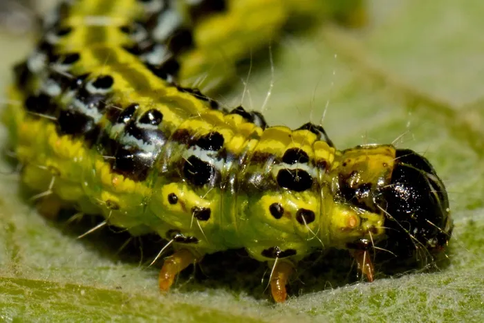 毛毛虫，Bug，动物，宏