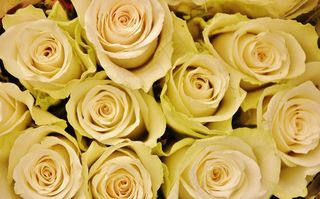 花卉，植物，性质，丁香，玫瑰，玫瑰，粉红色的，家庭