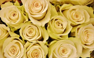 花卉，植物，性质，丁香，玫瑰，玫瑰，粉红色的，家庭