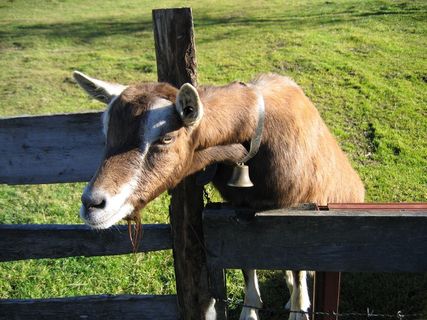 山羊，盖斯，动物，脸，好奇，头