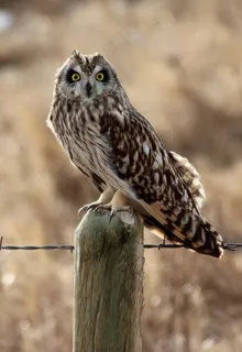 短耳猫头鹰,鸟,栖息,篱笆哨所,寻找 短耳猫头鹰,鸟,栖息,篱笆哨所,寻找