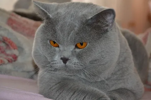 猫,英国,鼻子 猫,英国,鼻子