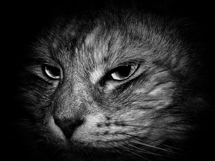 家猫，猫脸，宠物