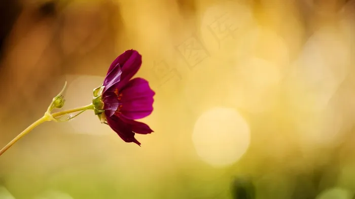 花卉，波斯菊，勃艮第，颜色，散景，夏天花园