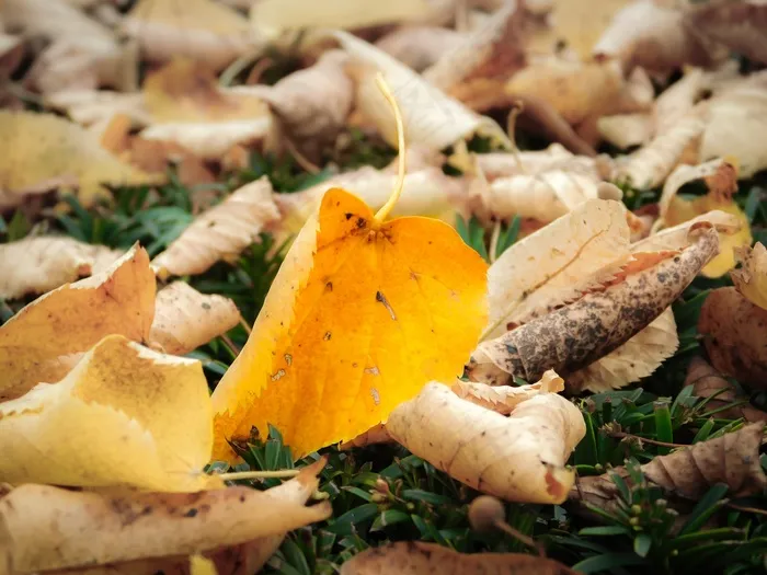 秋，叶子，叶子，秋叶，黄色，枯萎