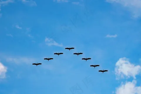 鸟类,天空,飞机,扎龙,候鸟,低角度观的鸟在天空与云彩 鸟类,天空,飞机,扎龙,候鸟,低角度观的鸟在天空与云彩