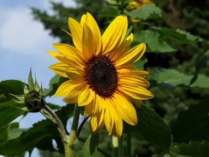太阳花,花园,夏天,花,开花,盛开 太阳花,花园,夏天,花,开花,盛开