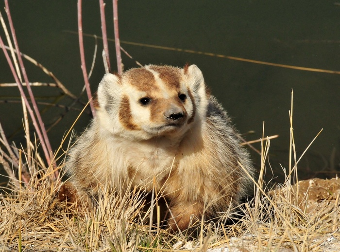 ，野生动物，自然，户外，肖像，寻找