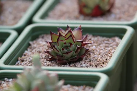 植物,肉质植物,肉质在这里,花园 植物,肉质植物,肉质在这里,花园