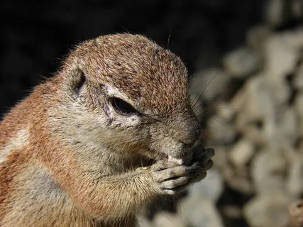 动物，松鼠，啮齿动物