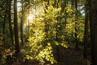 树,银杏林,阳光森林,北京银杏树林,丘陵/高原,美丽的魔术灯