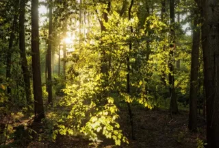 树,银杏林,阳光森林,北京银杏树林,丘陵/高原,美丽的魔术灯