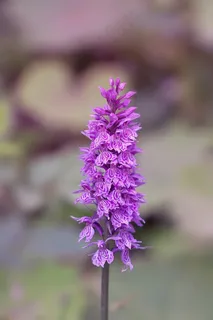 兰花,紫色,鲜花,植物,自然,兰花一样 兰花,紫色,鲜花,植物,自然,兰花一样