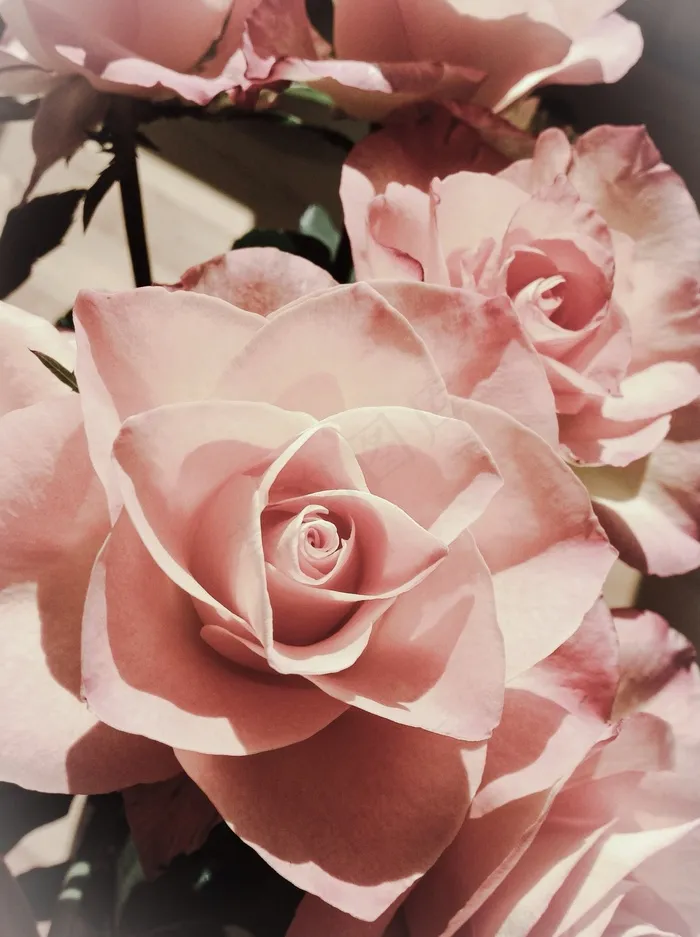 粉红色，玫瑰，花，美丽，花的，自然，花瓣