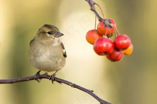 鸟，动物，野生动物，浆果，宏，特写，自然