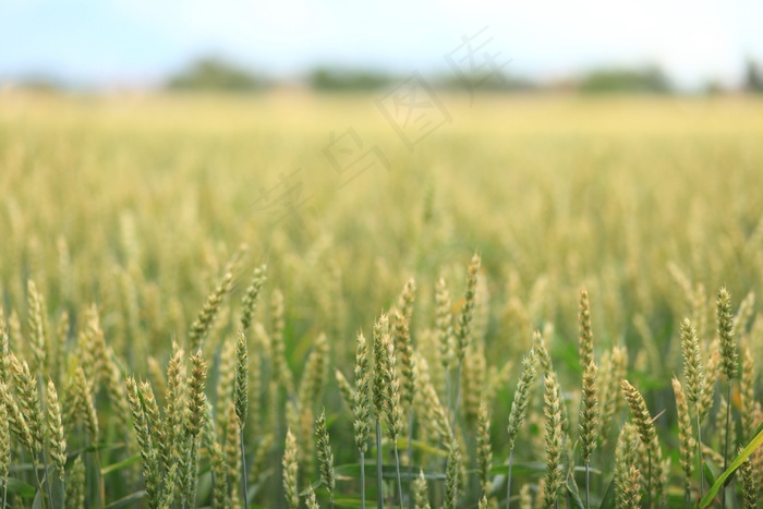 景观，场，小麦，绿色，性质，穗，谷物