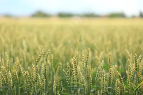 景观，场，小麦，绿色，性质，穗，谷物