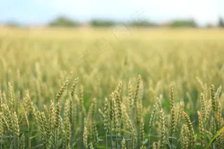 景观，场，小麦，绿色，性质，穗，谷物