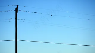 鸟，电话线，栖息，天空，蓝色，野生动物