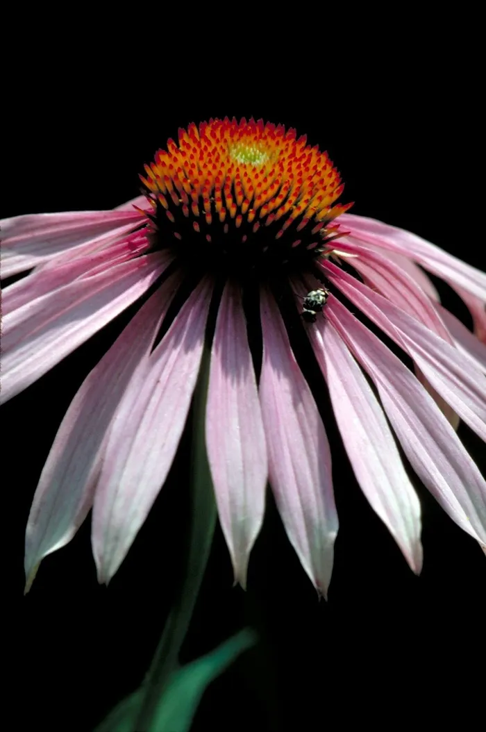 Coneflower，宏，开花，关闭，植物，盛开