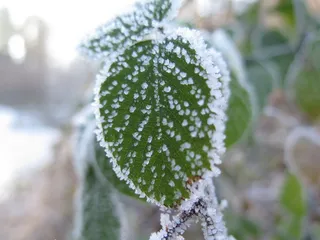 冰晶，叶子，叶子，自然，冷，霜