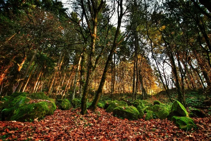 波特兰，俄勒冈，树木，叶子，森林，自然